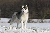SIBERIAN HUSKY 470